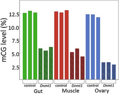 More Than DNA Methylation: Does Pleiotropy Drive the Complex Pattern of Evolution of Dnmt1?